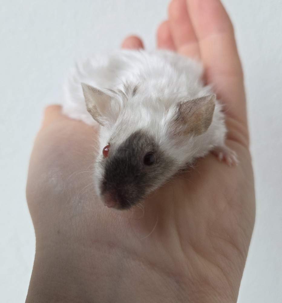 Fancy mouse Breeder Mus musculus 