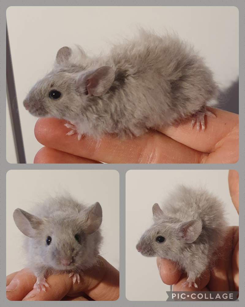 Fancy mouse Breeder Mus musculus 