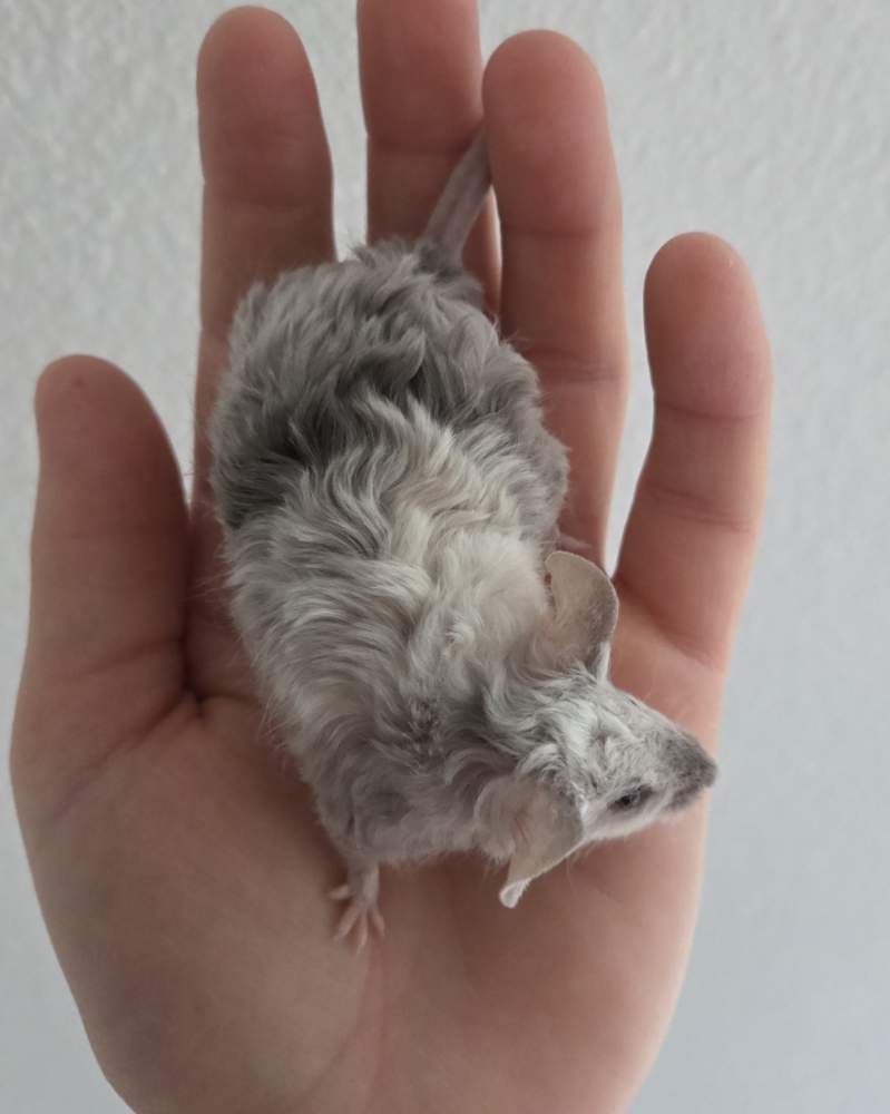 Fancy mouse Breeder Mus musculus 