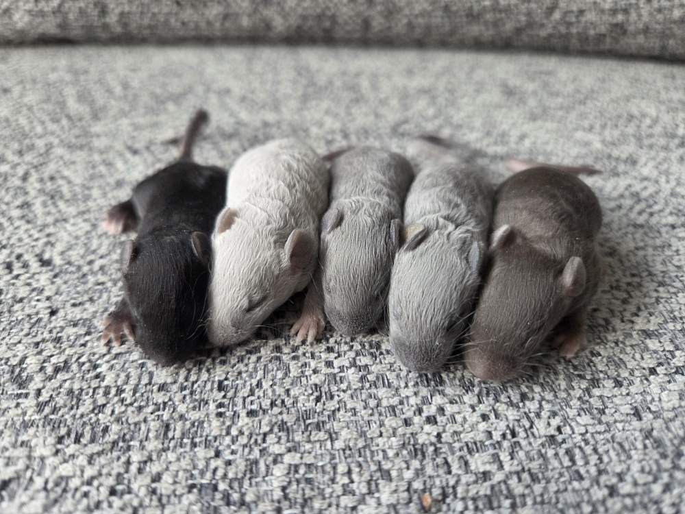 Fancy mouse Breeder Mus musculus 