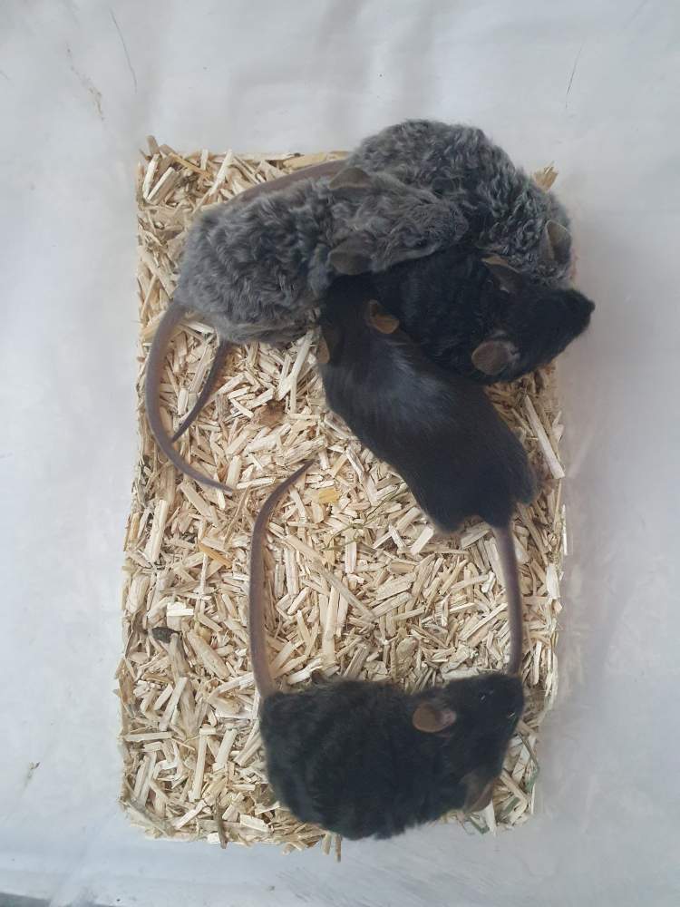 Fancy mouse Breeder Mus musculus 