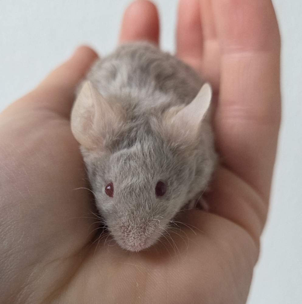 Fancy mouse Breeder Mus musculus 