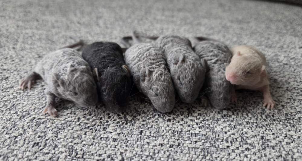 Fancy mouse Breeder Mus musculus 