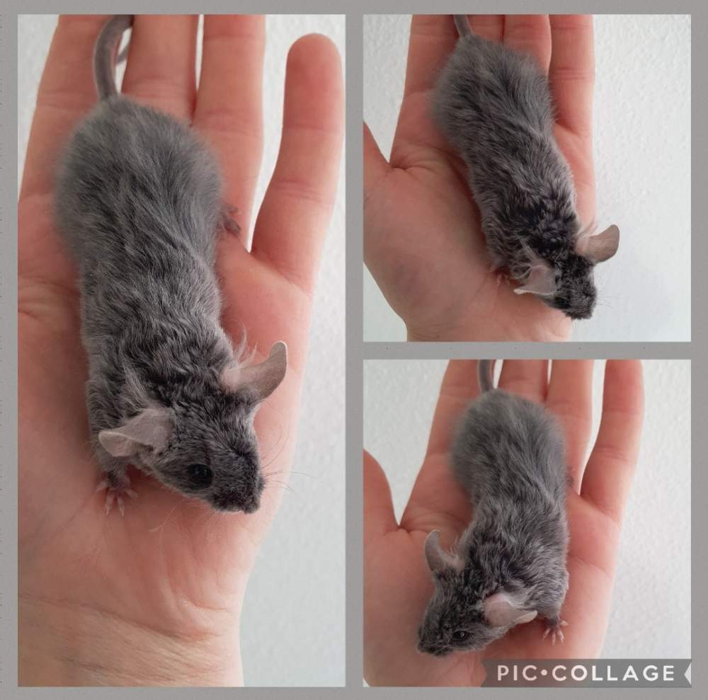 Fancy mouse Pet only Mus musculus 