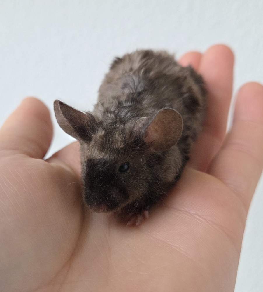 Fancy mouse Breeder Mus musculus 