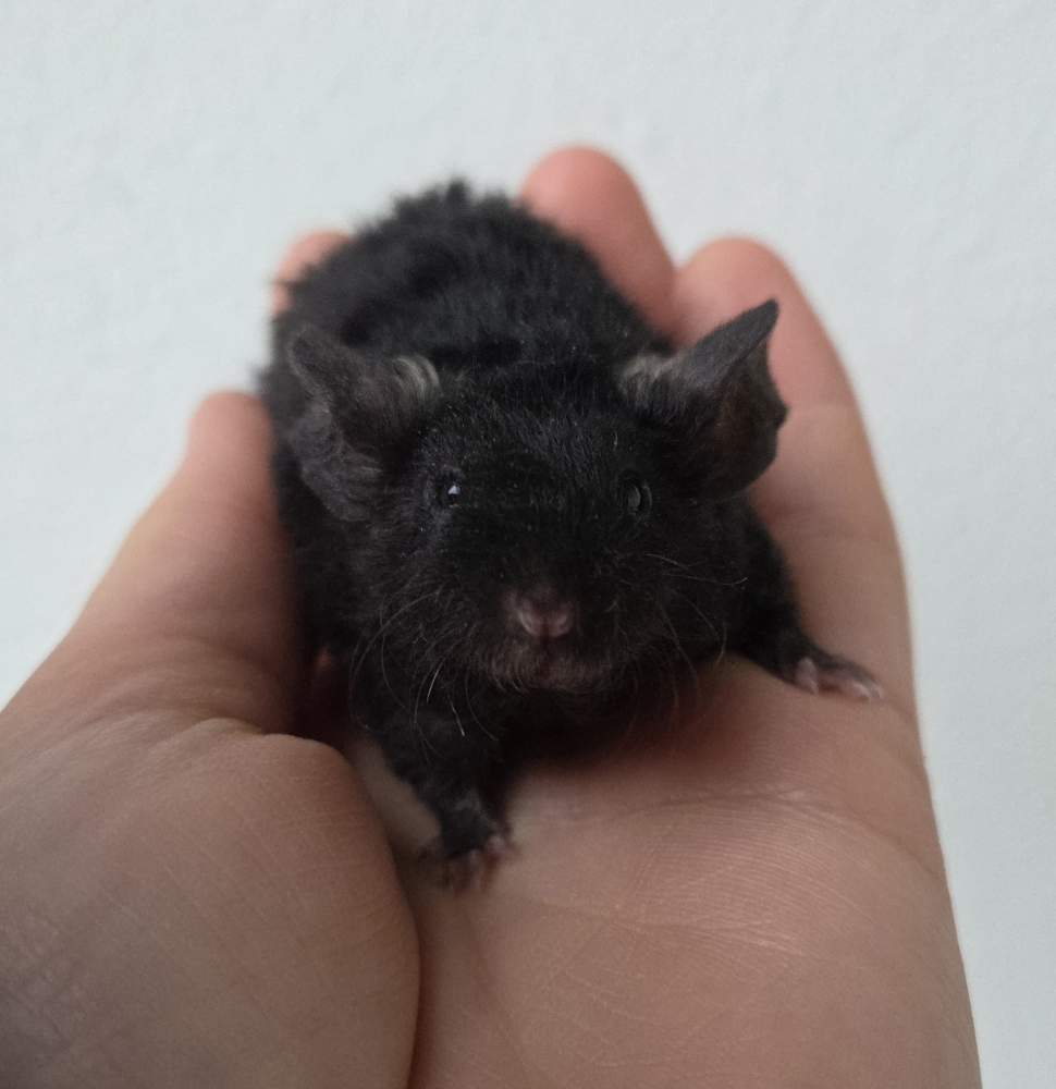 Fancy mouse Breeder Mus musculus 