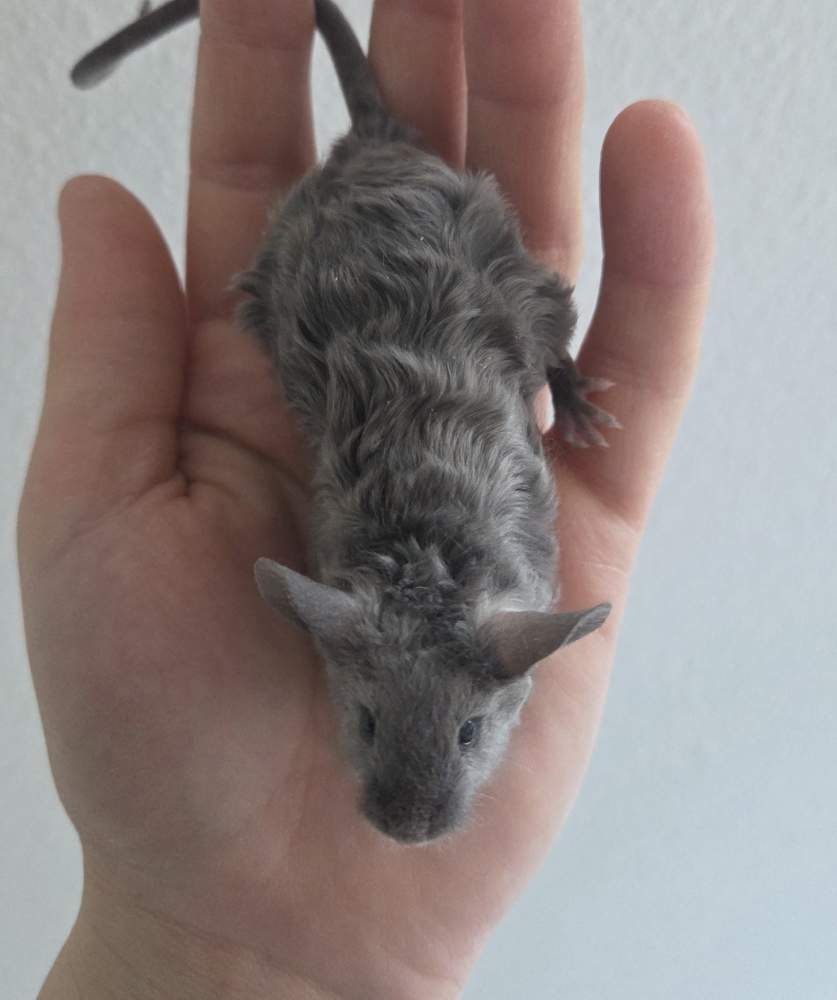 Fancy mouse Breeder Mus musculus 