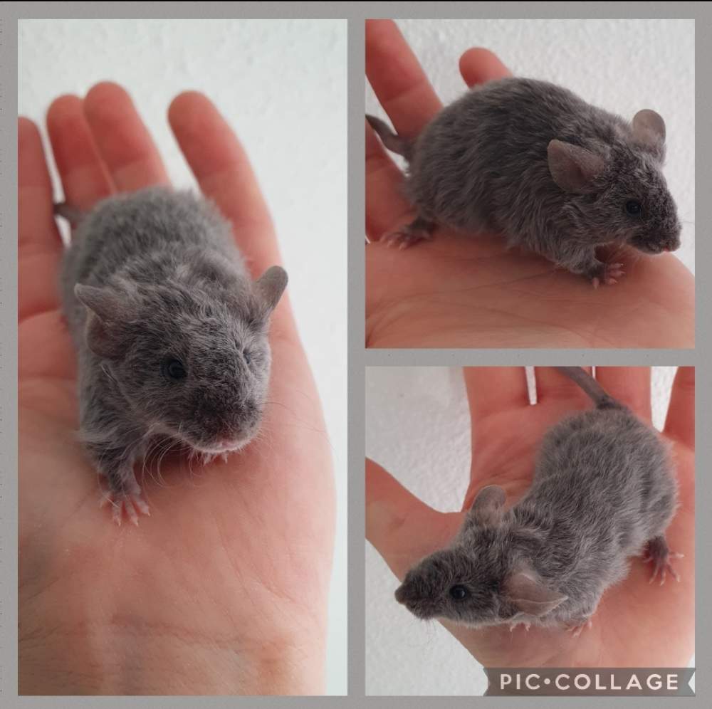 Fancy mouse Pet only Mus musculus 