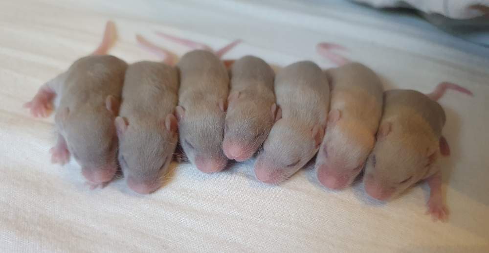 Fancy mouse Breeder Mus musculus 