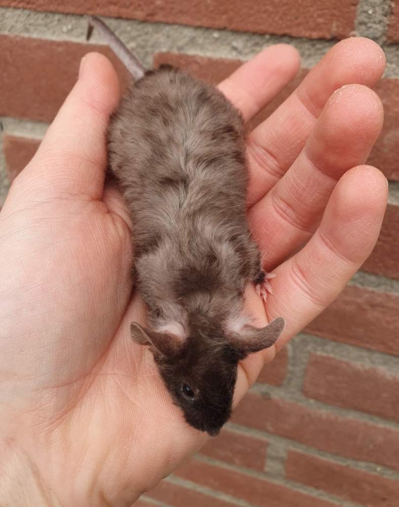 Fancy mouse Breeder Mus musculus 