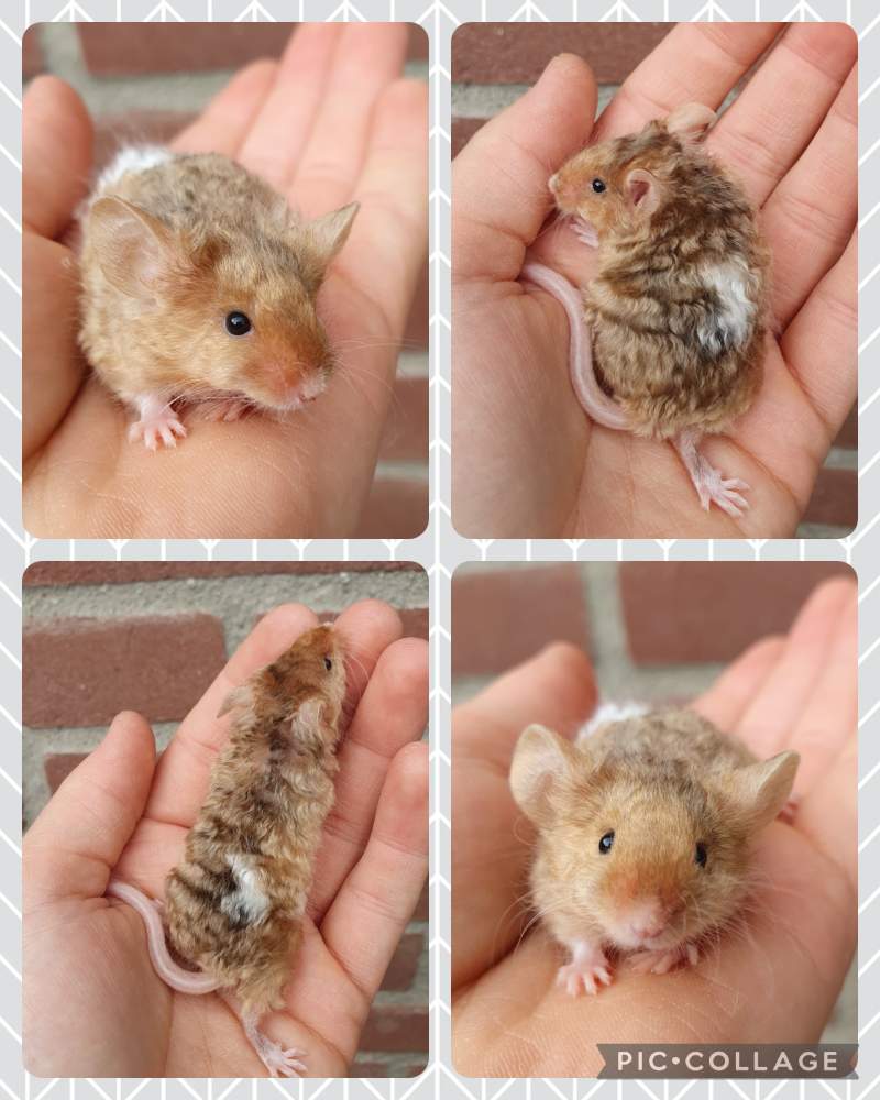 Fancy mouse Pet only Mus musculus 