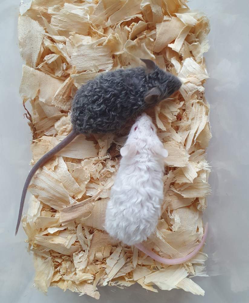 Fancy mouse Breeder Mus musculus 