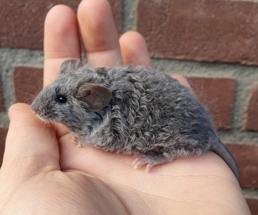 Fancy mouse Breeder Mus musculus 