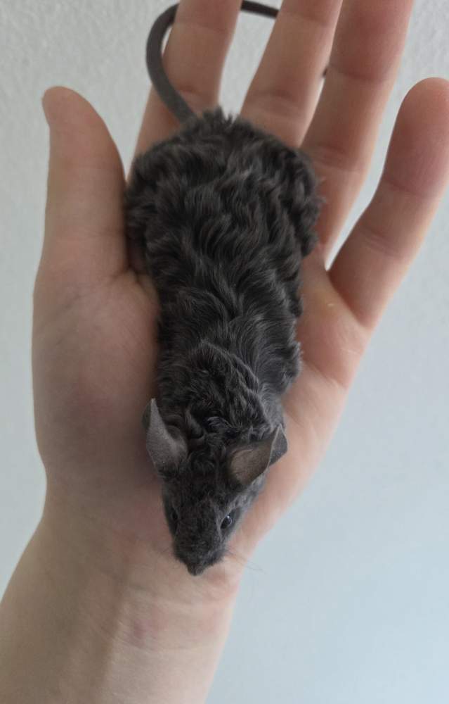 Fancy mouse Breeder Mus musculus 