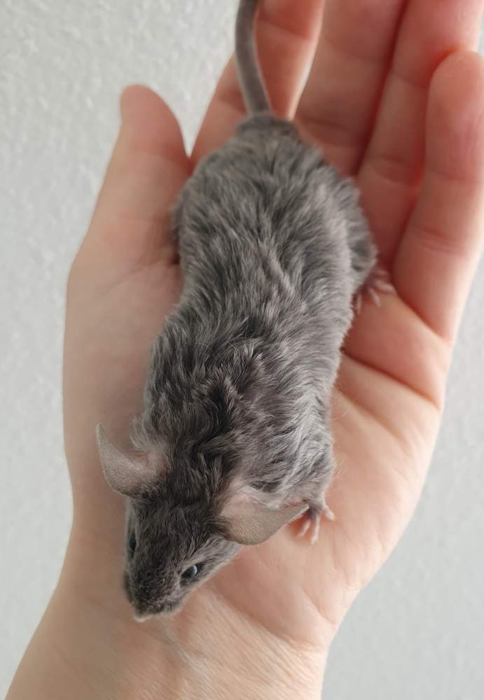 Fancy mouse Breeder Mus musculus 