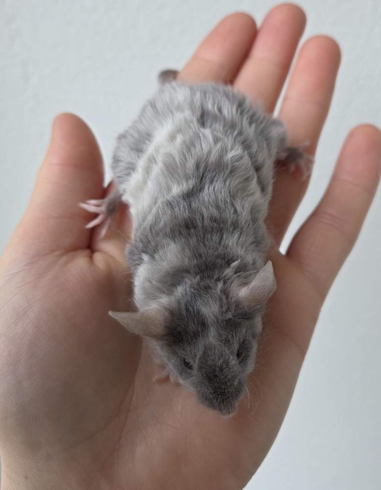 Fancy mouse Breeder Mus musculus 