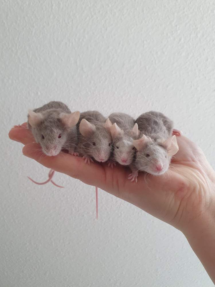 Fancy mouse Pet only Mus musculus 