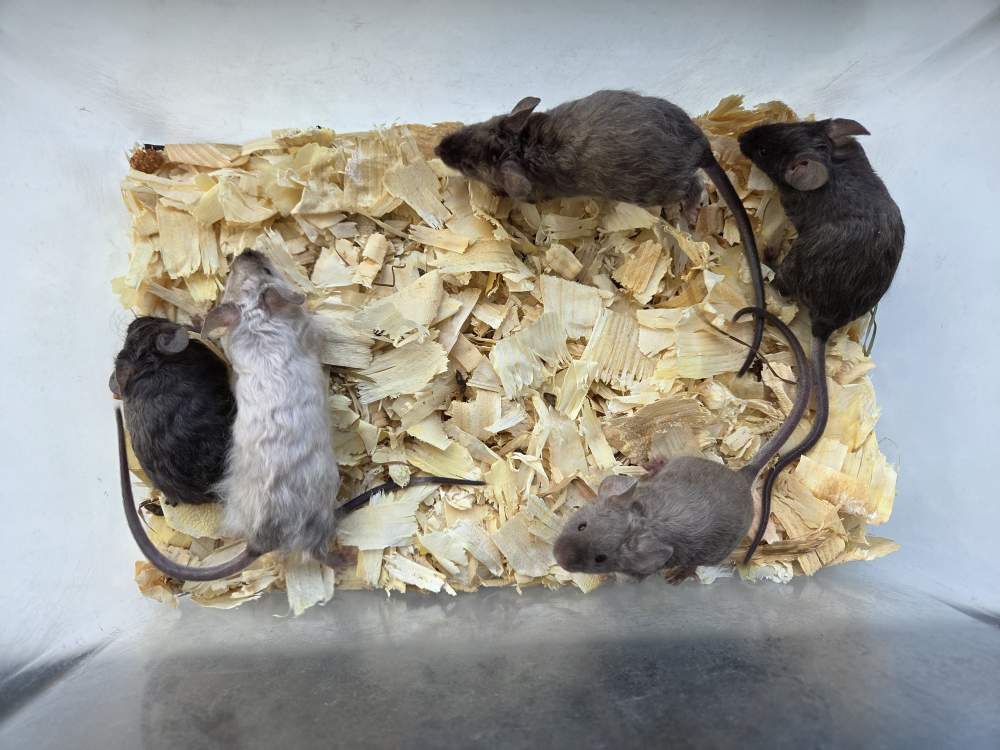 Fancy mouse Breeder Mus musculus 