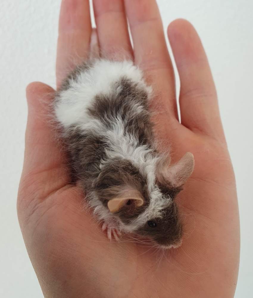 Fancy mouse Breeder Mus musculus 