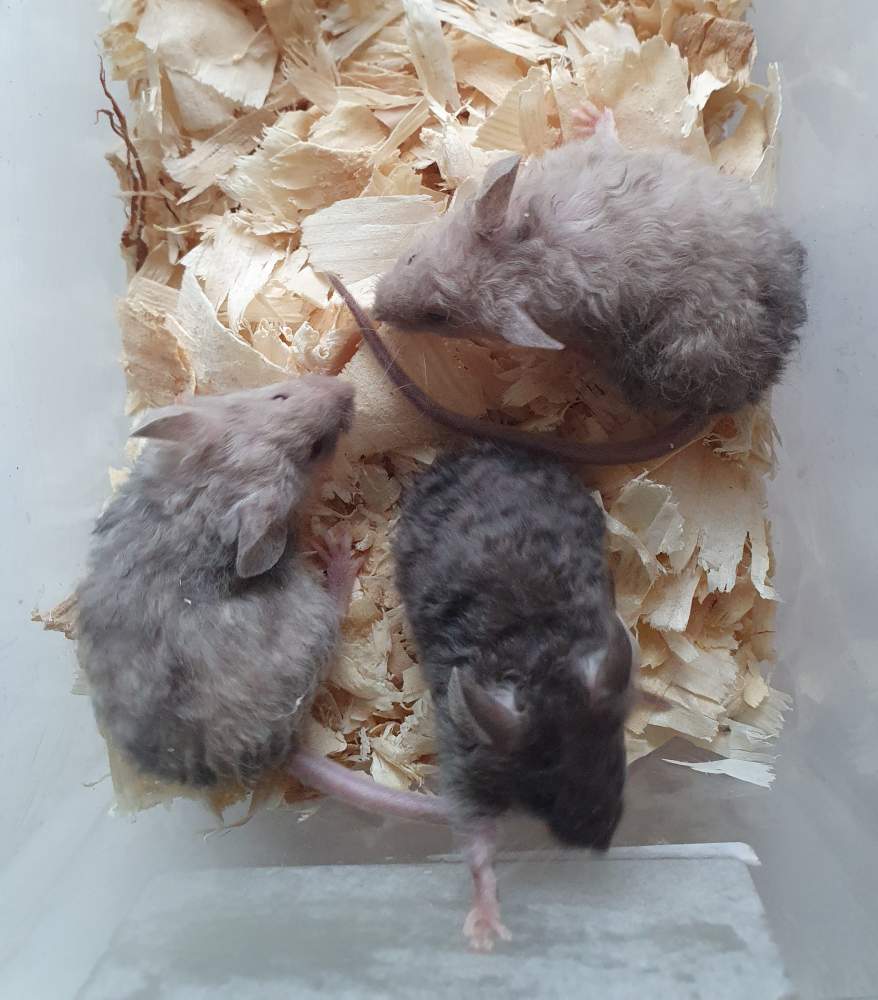 Fancy mouse Breeder Mus musculus 