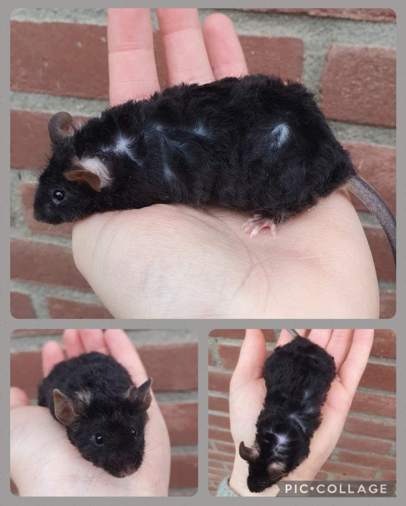 Fancy mouse Breeder Mus musculus 
