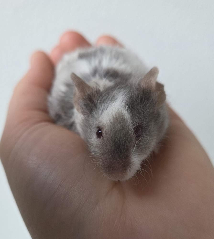 Fancy mouse Breeder Mus musculus 