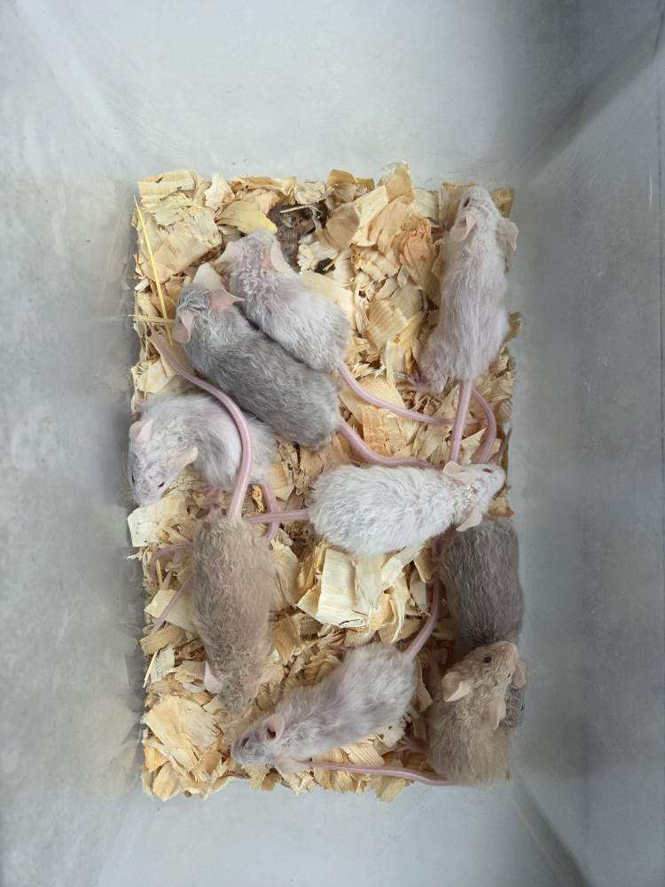 Fancy mouse Breeder Mus musculus 