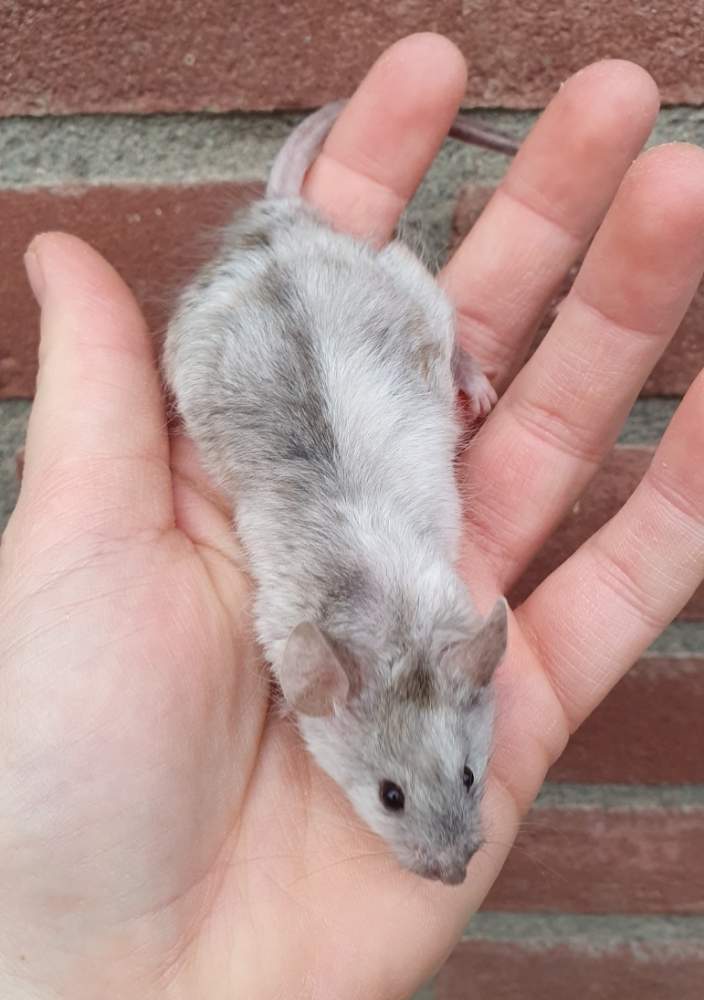 Fancy mouse Breeder Mus musculus 