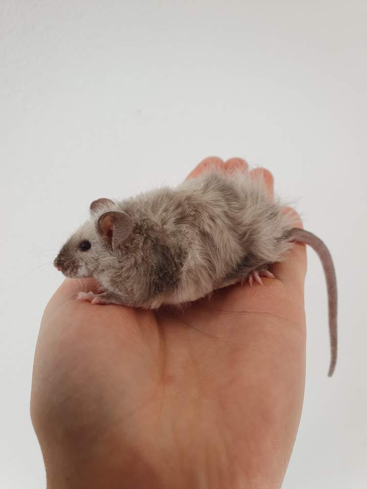 Fancy mouse Breeder Mus musculus 
