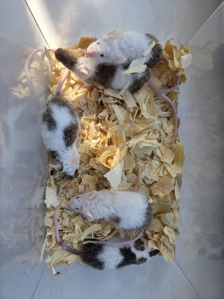 Fancy mouse Breeder Mus musculus 