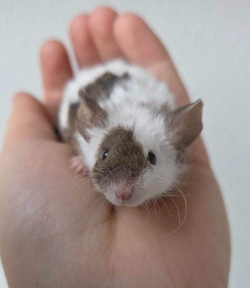 Fancy mouse Breeder Mus musculus 