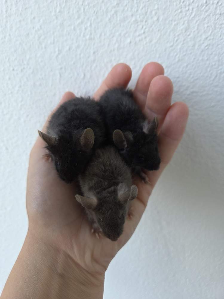 Fancy mouse Breeder Mus musculus 