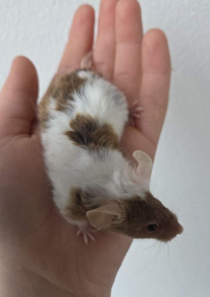Fancy mouse Breeder Mus musculus 
