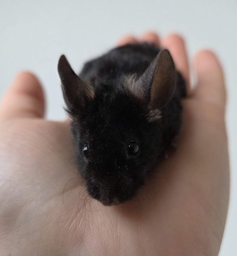 Fancy mouse Breeder Mus musculus 