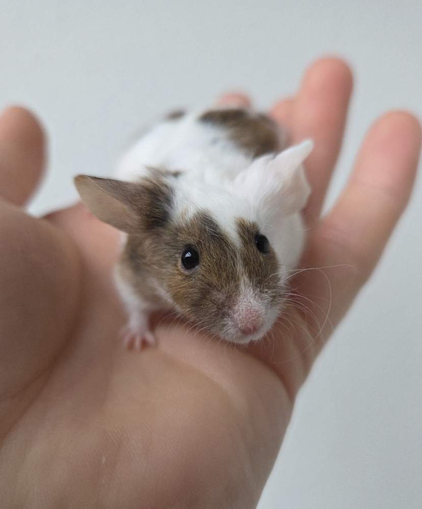 Fancy mouse Rehomed Mus musculus 