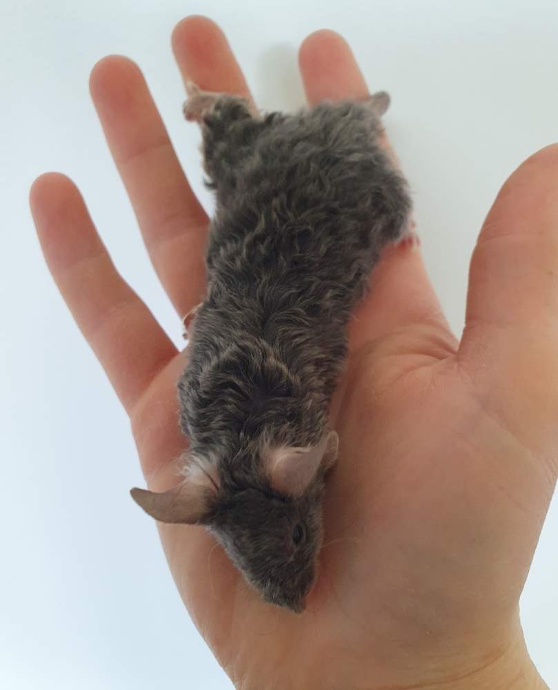 Fancy mouse Breeder Mus musculus 