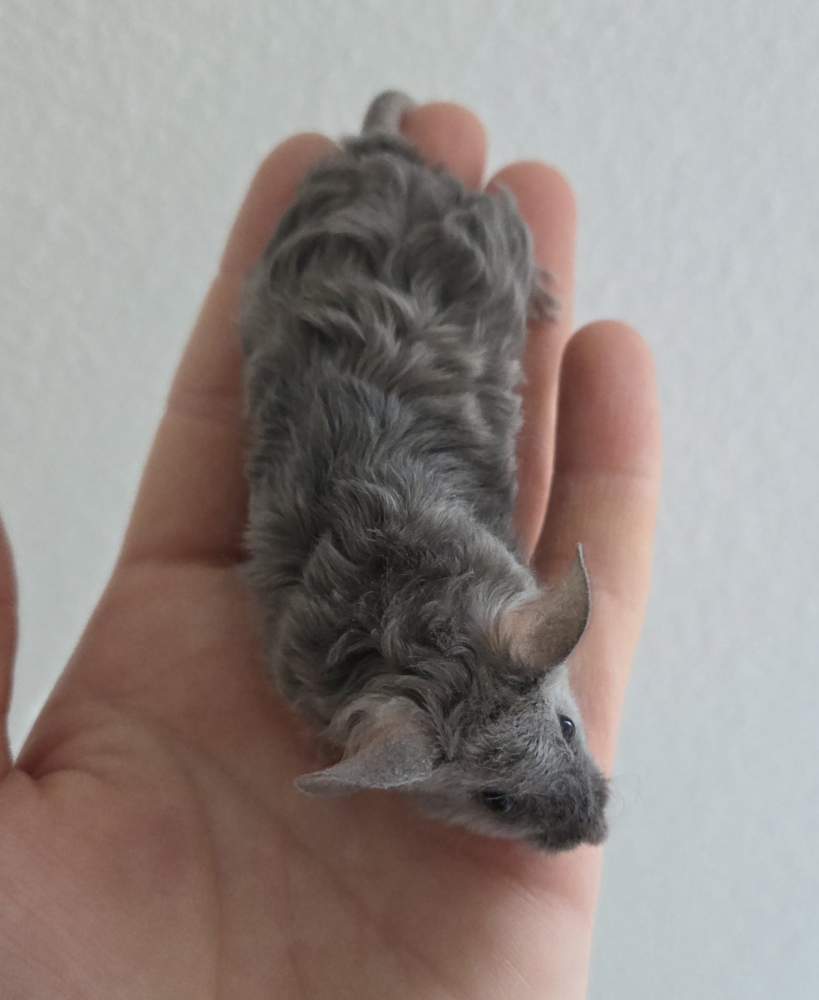 Fancy mouse Breeder Mus musculus 