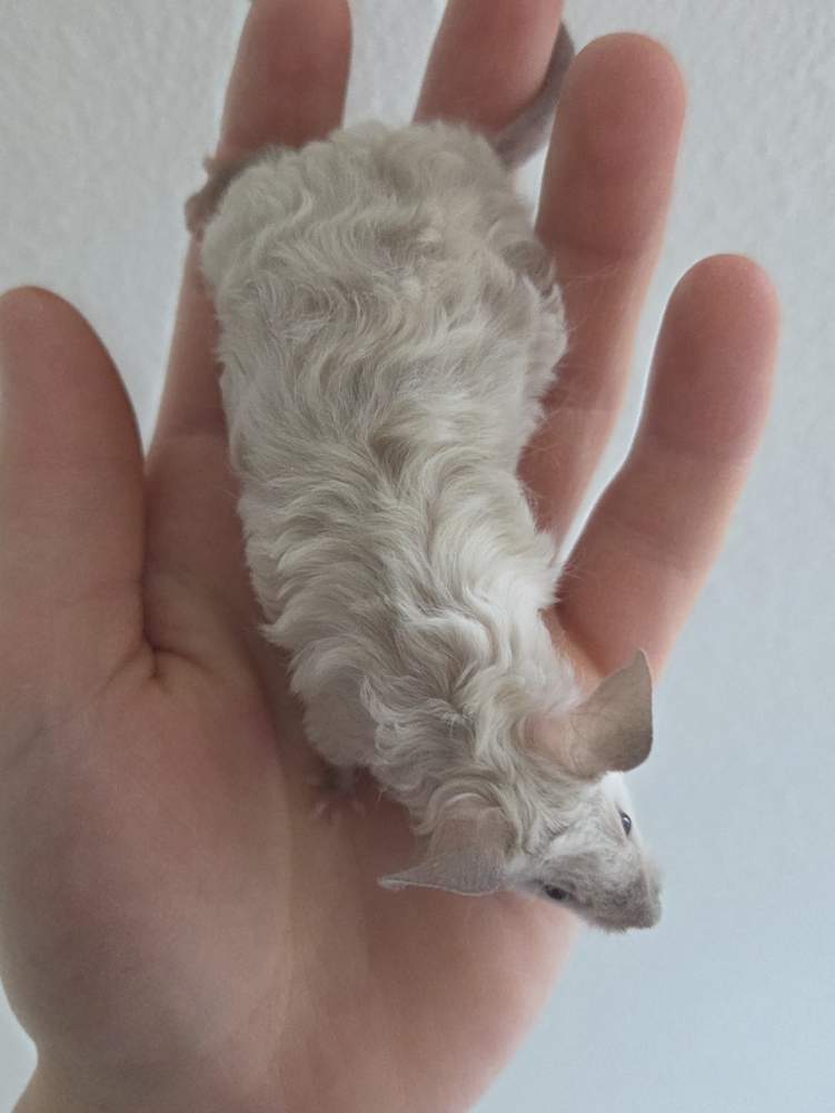 Fancy mouse Breeder Mus musculus 