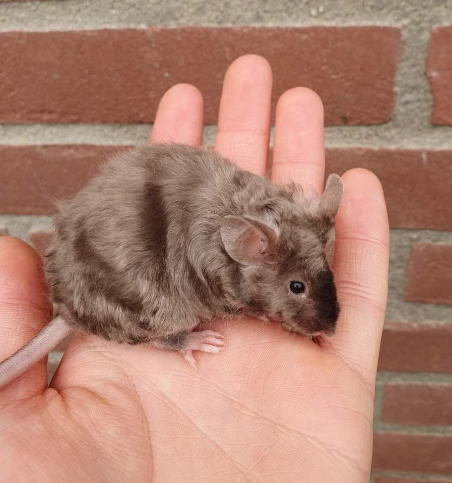 Fancy mouse Breeder Mus musculus 
