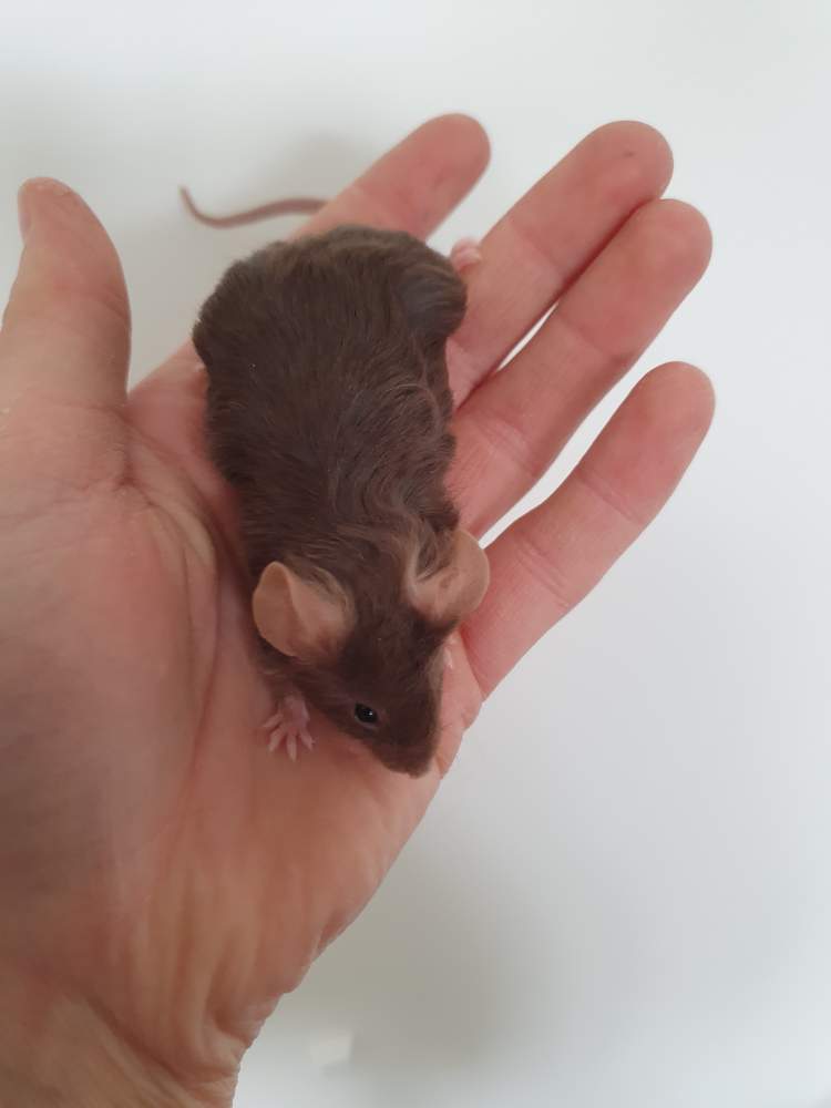 Fancy mouse Breeder Mus musculus 