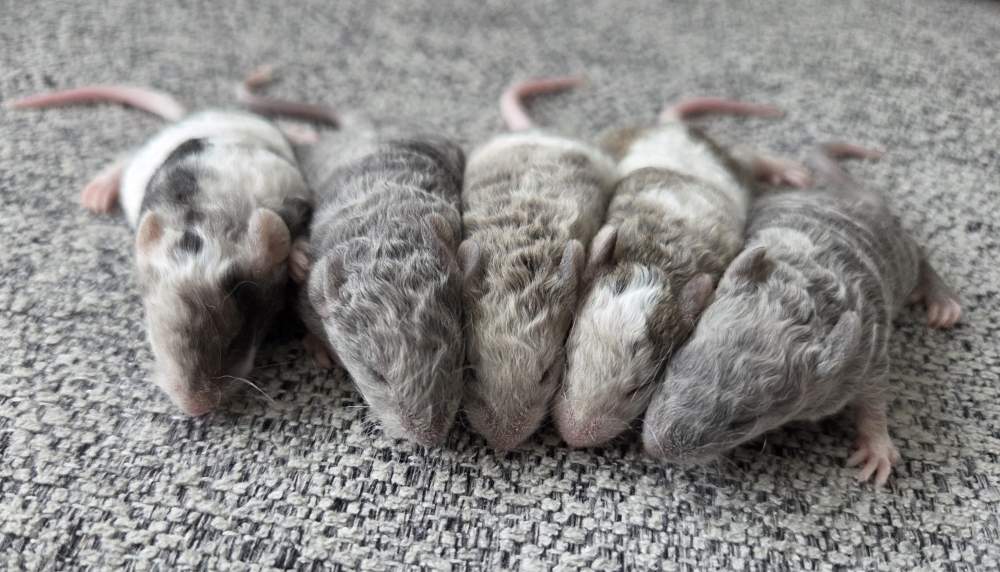 Fancy mouse Breeder Mus musculus 