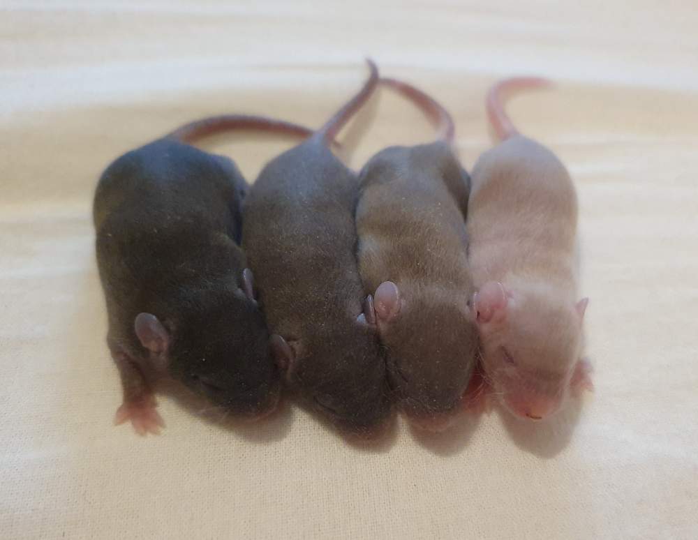 Fancy mouse Breeder Mus musculus 