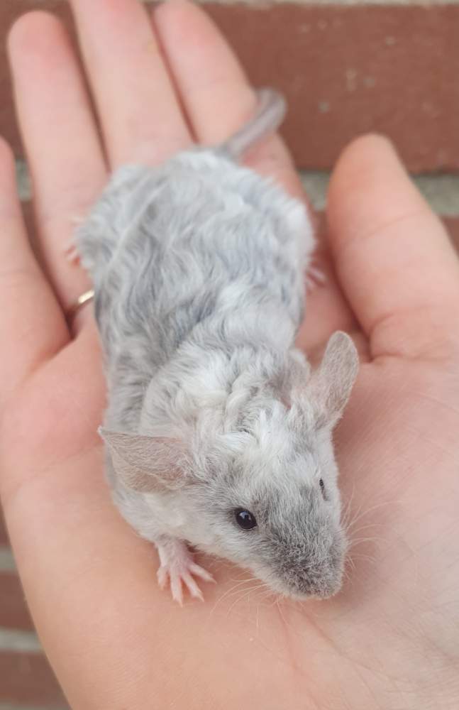 Fancy mouse Breeder Mus musculus 