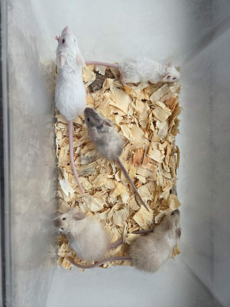 Fancy mouse Breeder Mus musculus 