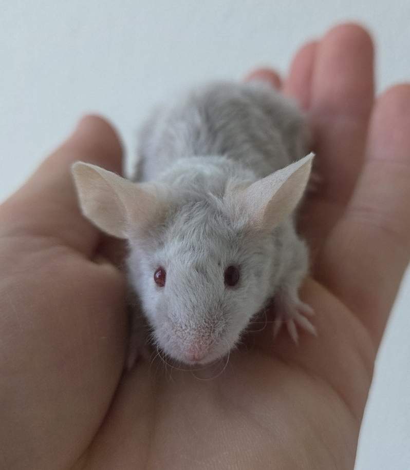 Fancy mouse Breeder Mus musculus 