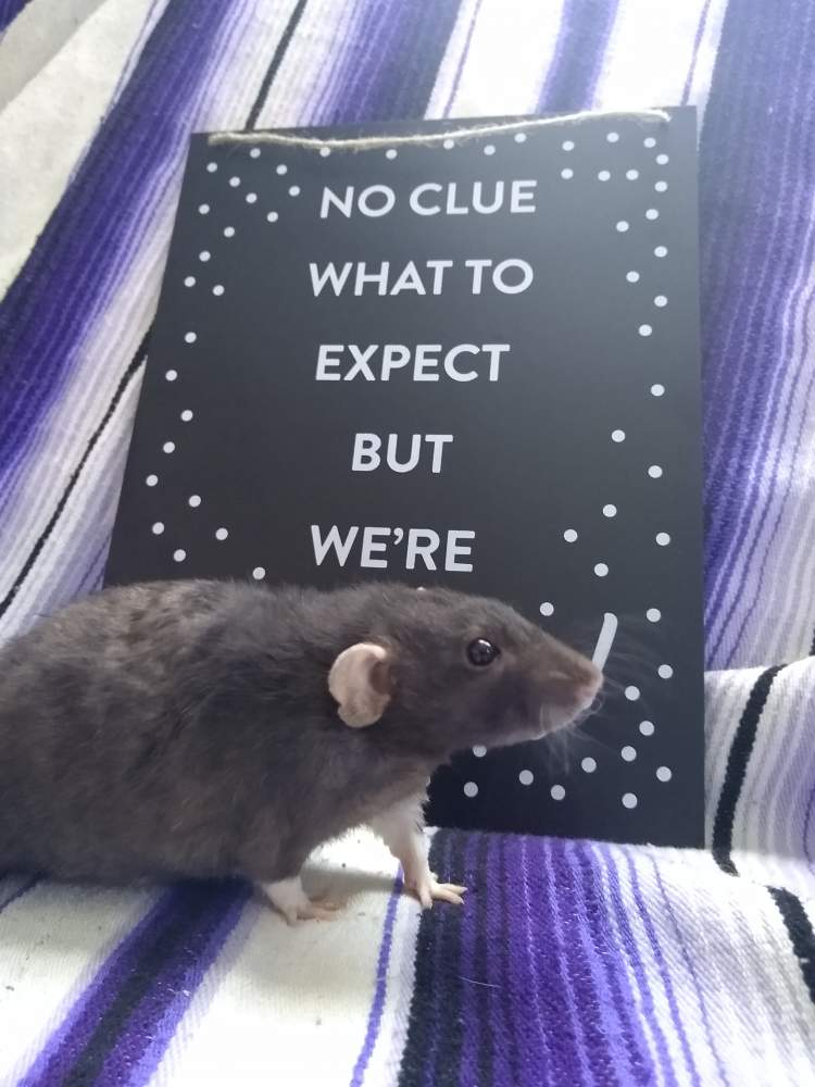 Fancy rat Retired Rattus norvegicus 