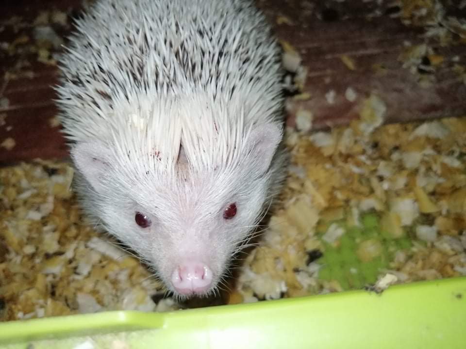 African pygmy hedgehog Pet only Atelerix albiventris Hungary, Mezotarkany