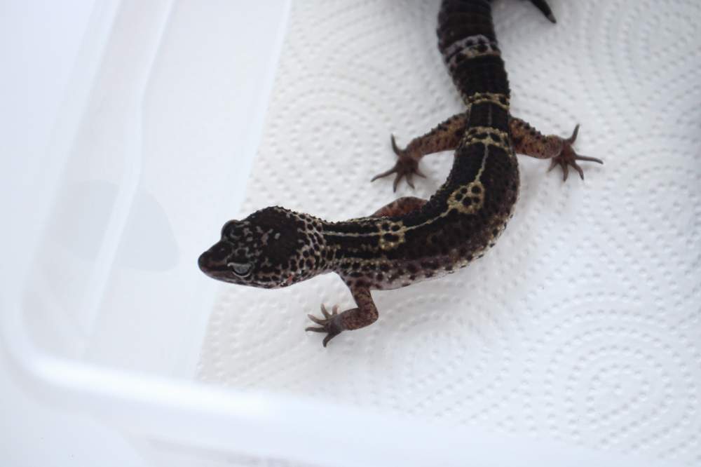 Leopard gecko Breeder Eublepharis macularius 