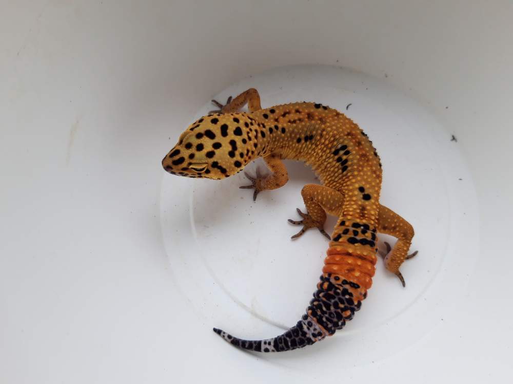 Leopard gecko Breeder Eublepharis macularius 