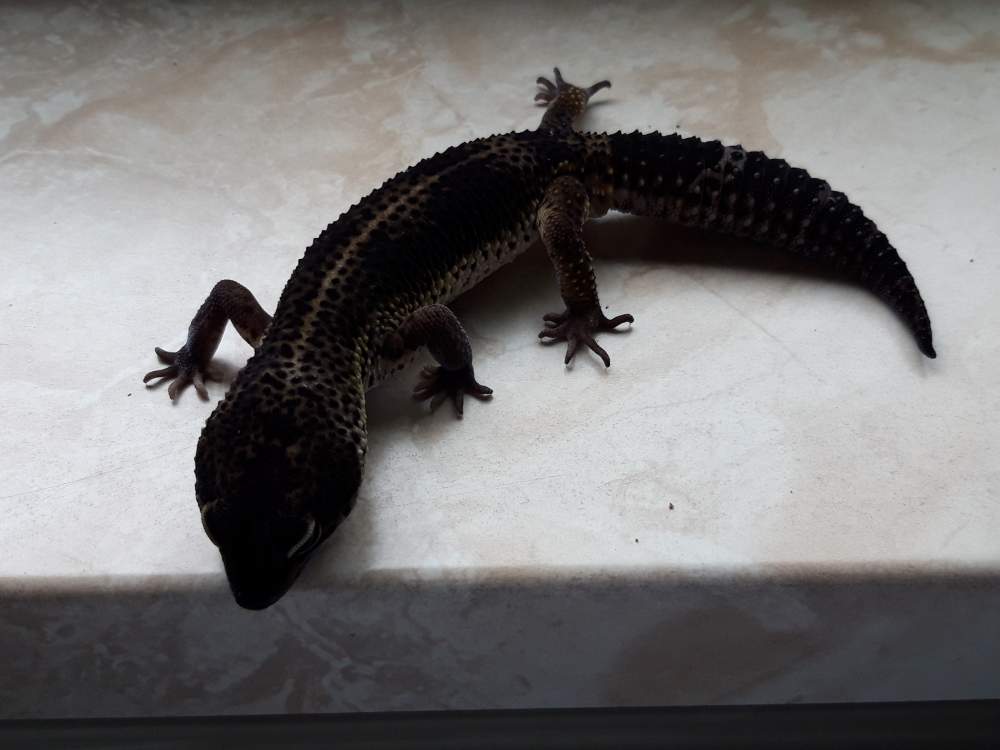 Leopard gecko Breeder Eublepharis macularius 